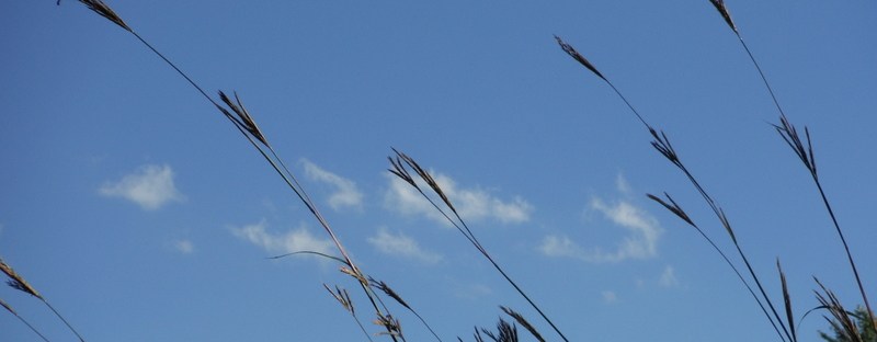 Blue sky with green trees and tall grasses in the foreground.