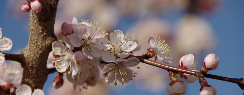 Closeup of apricot blossoms.